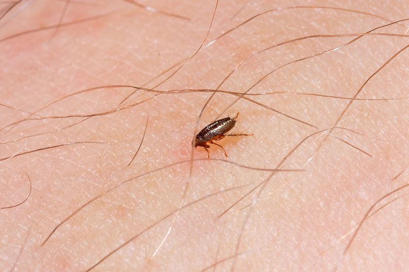 Flea Pest Control in Slough Berkshire