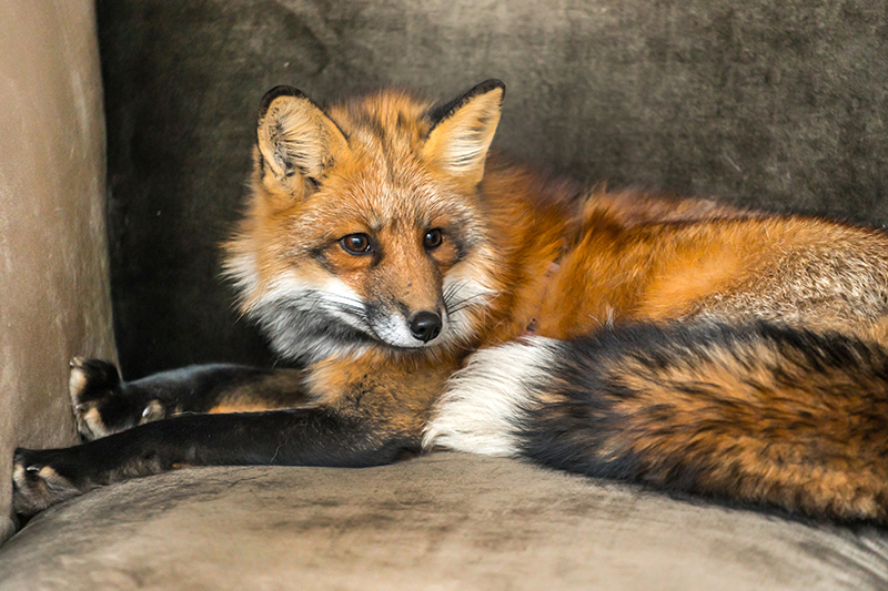 Fox Pest Control in Slough Berkshire