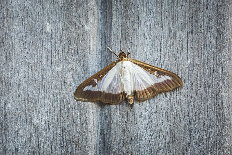 Moth Pest Control in Slough Berkshire